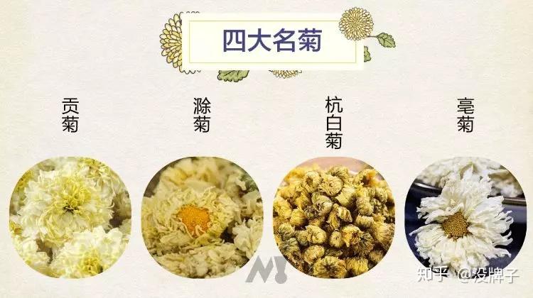 贡菊行情，历史背景、重要事件与地位的探究