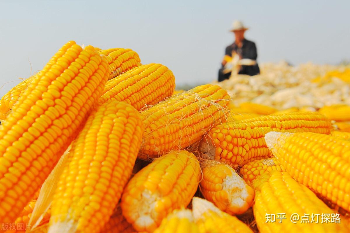 玉米淀粉最新价格及自然美景旅行探索