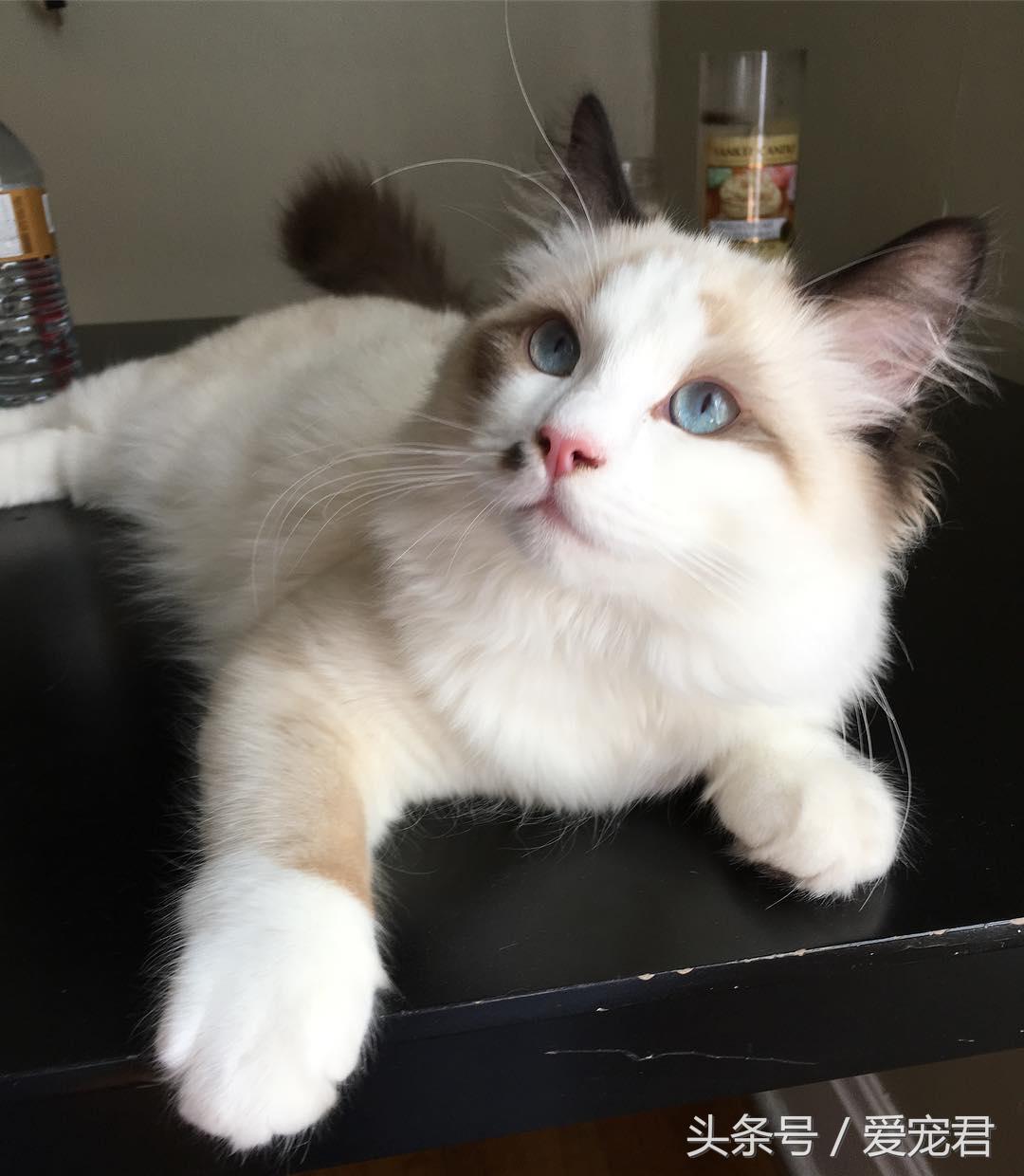 探索猫咪世界最新动态，喵最新资讯大揭秘